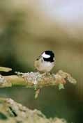 Coal Tit